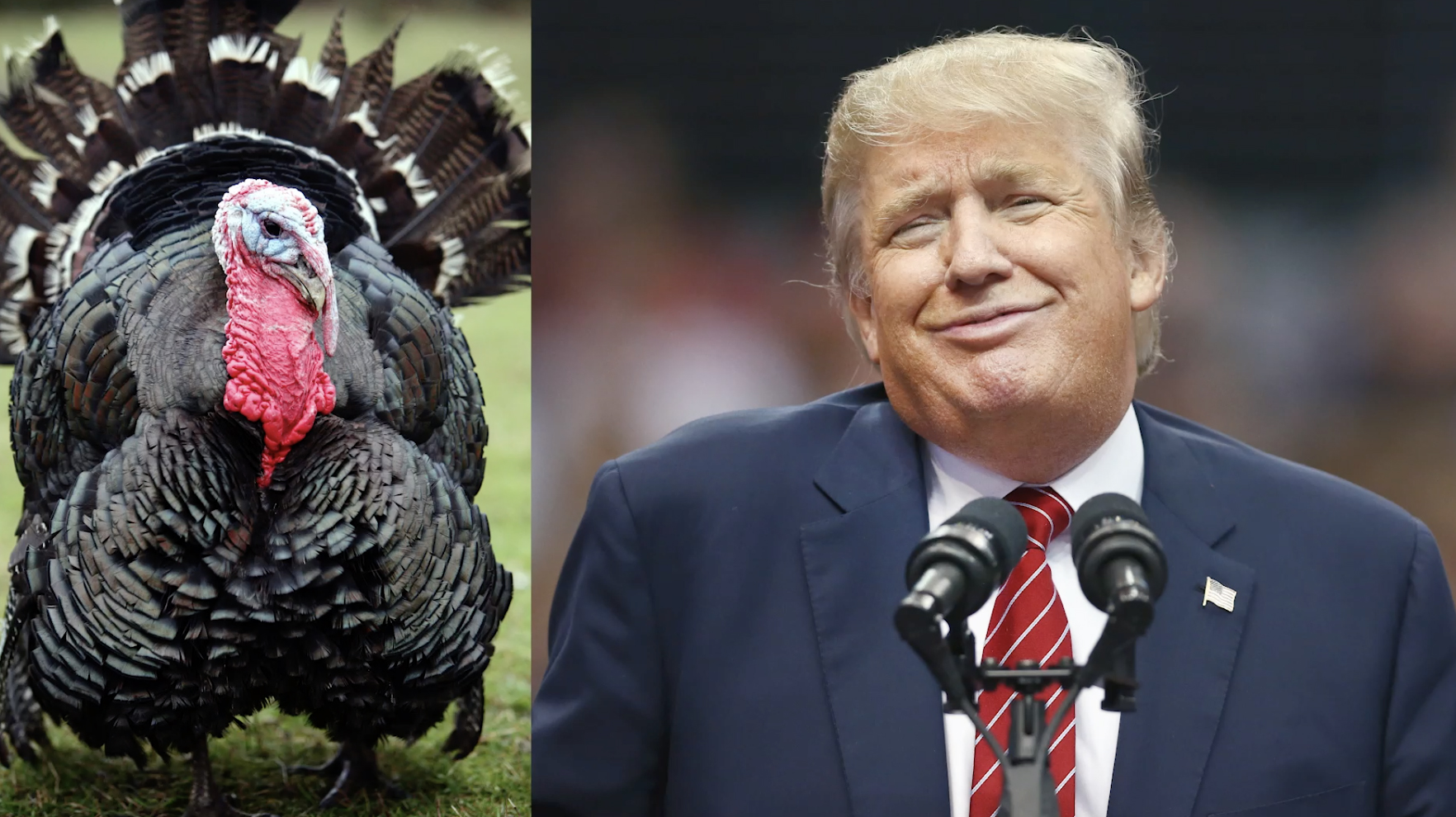 Pavo nombrado Trump será perdonado para Acción de Gracias en histórica fonda de Nueva York Pavo nombrado Trump será perdonado para Acción de Gracias en histórica fonda de Nueva York